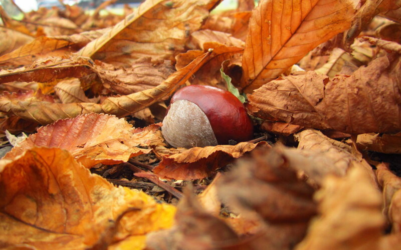 Chestnut in Autumn Leaves