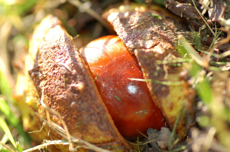 Chestnut in Husk