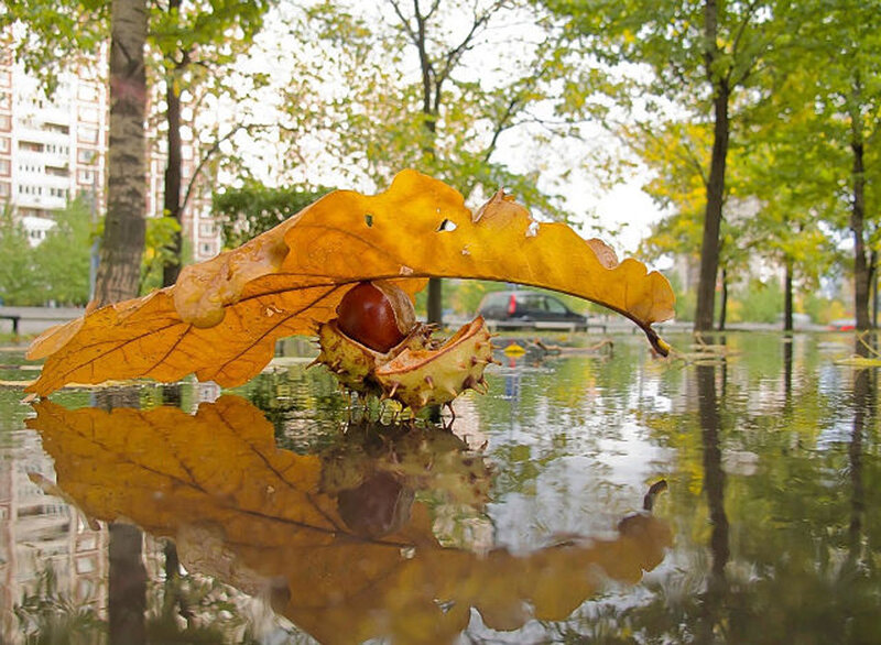 Chestnut in Leaf on Water