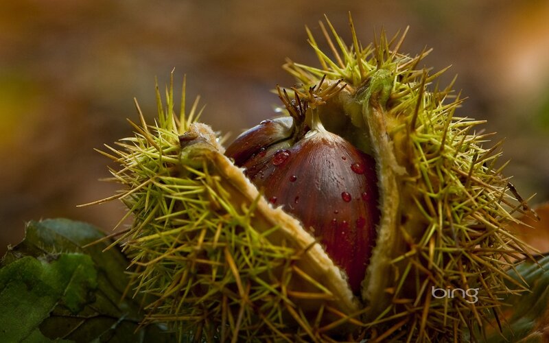 chestnut in spiky husk