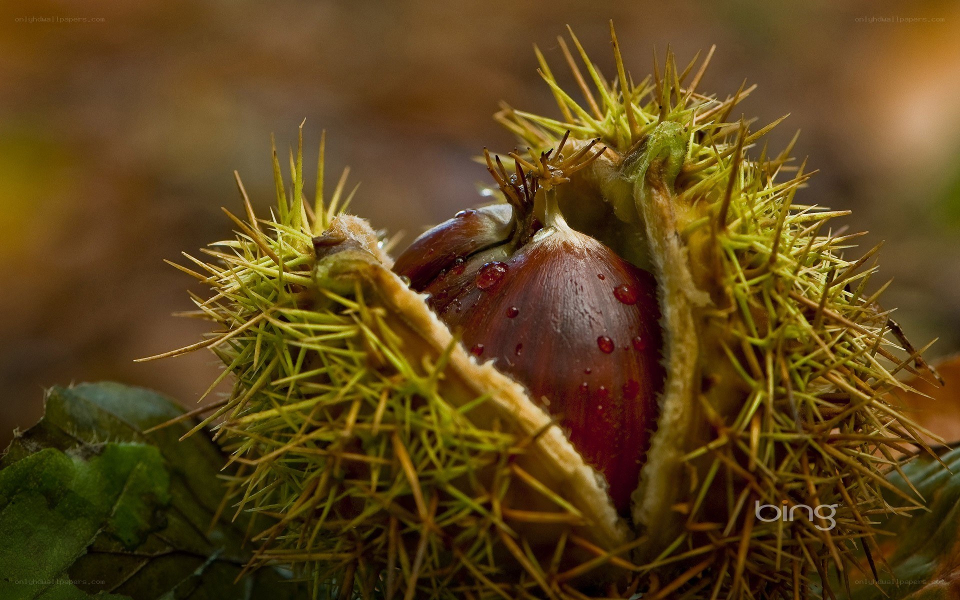 chestnut in spiky husk