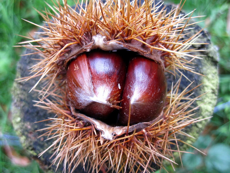 Chestnut in Spiky Husk — Brown