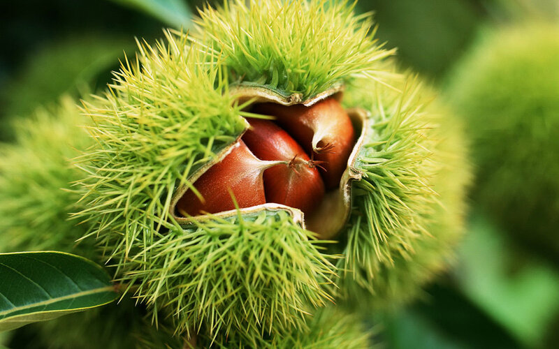 Chestnut in Spiky Husk — Green, Natural