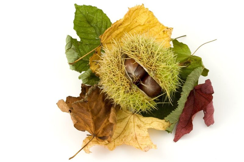 Chestnut in Spiky Husk — Green