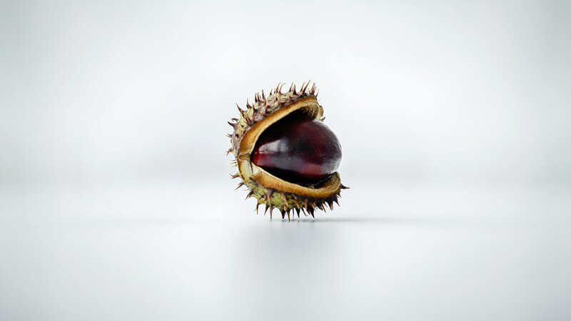 Chestnut in Spiky Husk — White