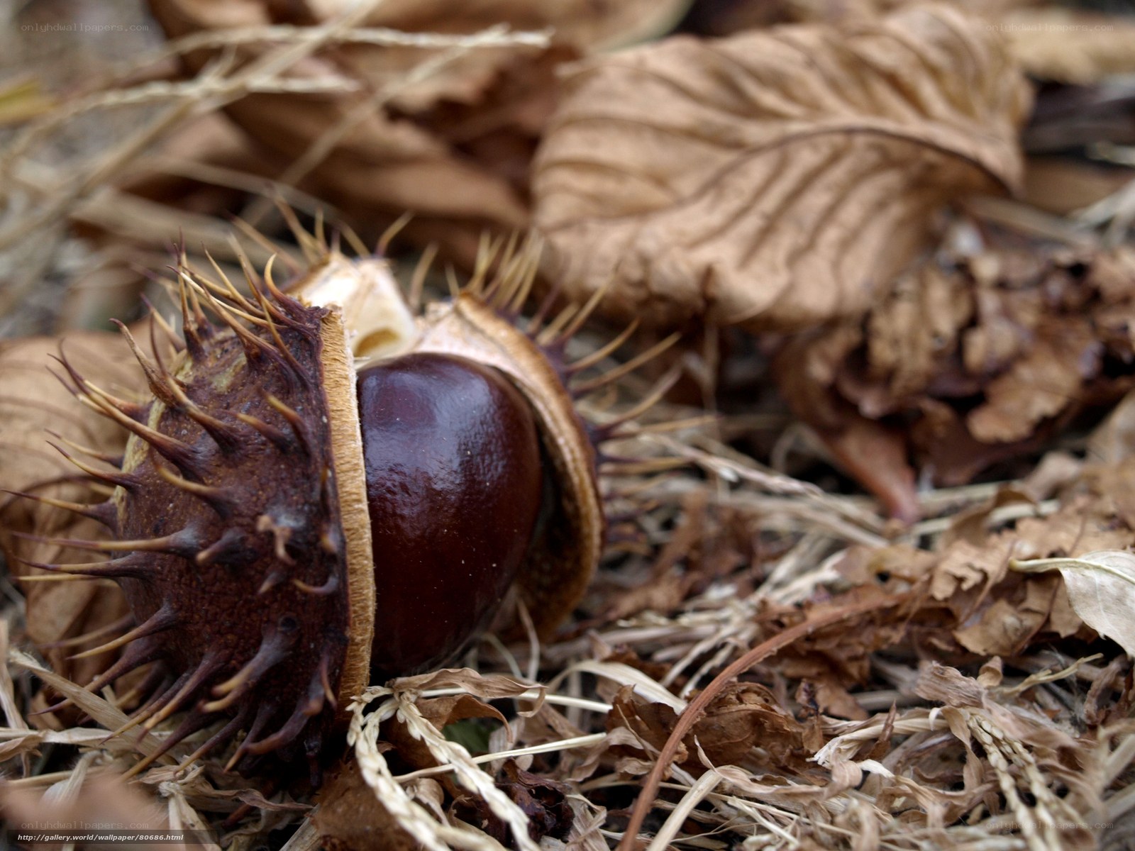 chestnut in spiky husk