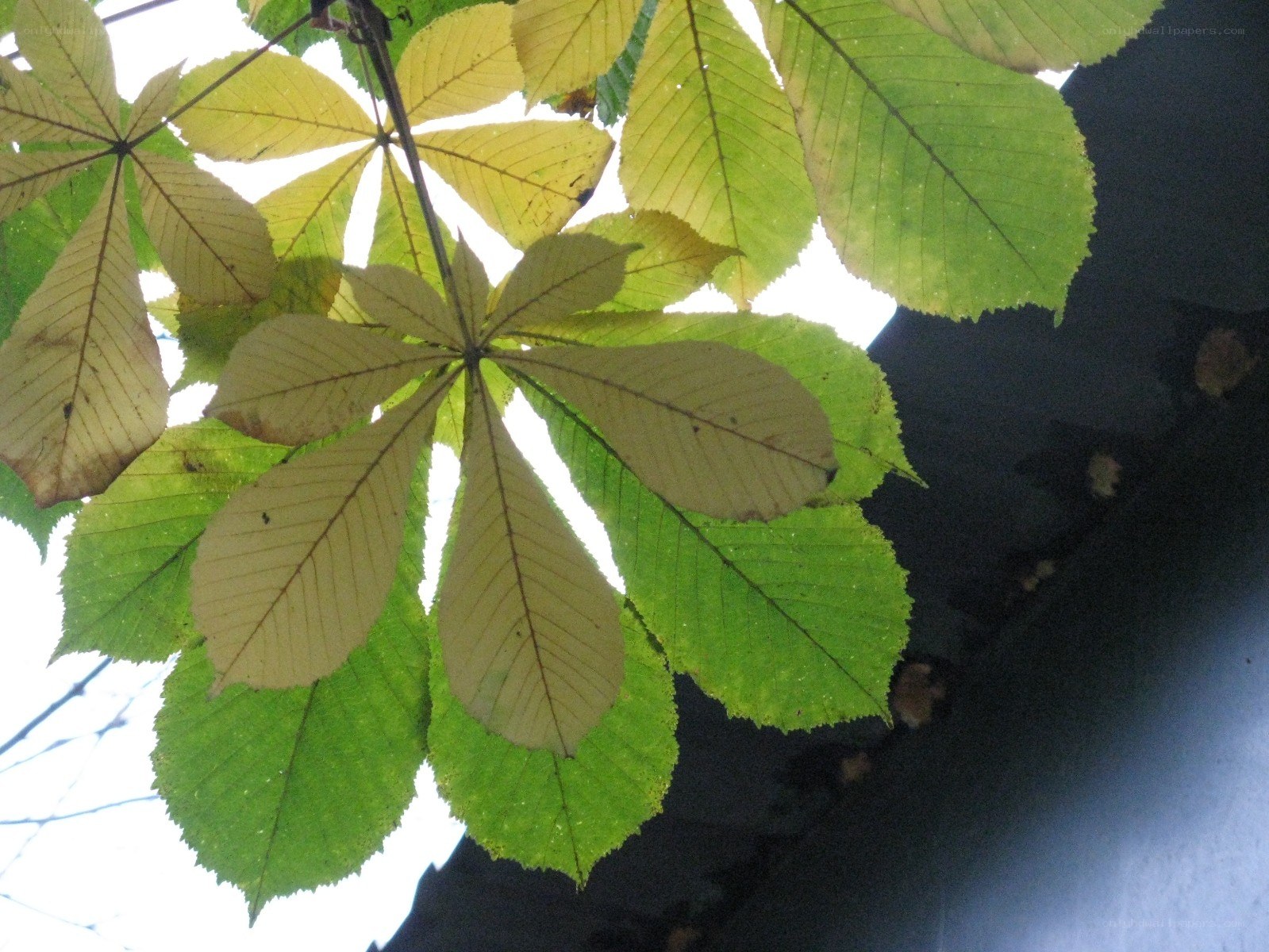 Chestnut leaves in sunlight
