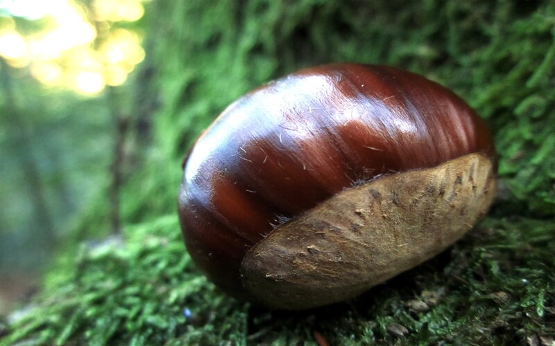 Chestnut on Moss