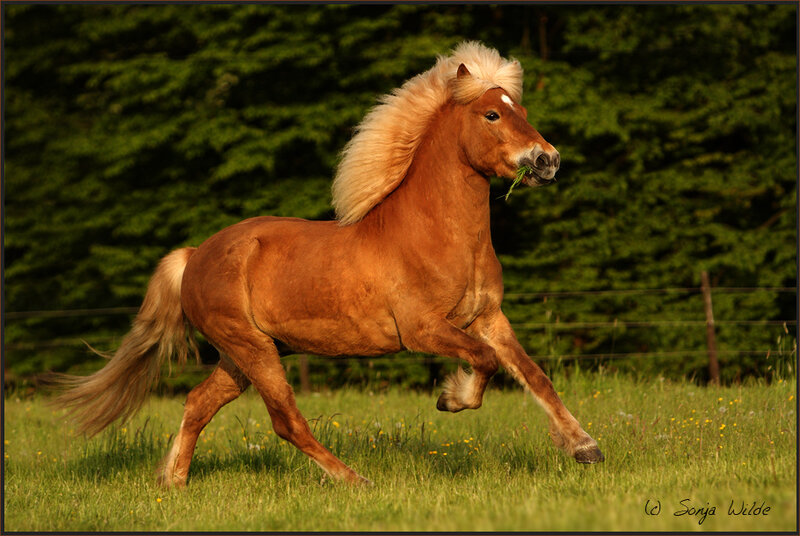 Chestnut Pony Running — Brown