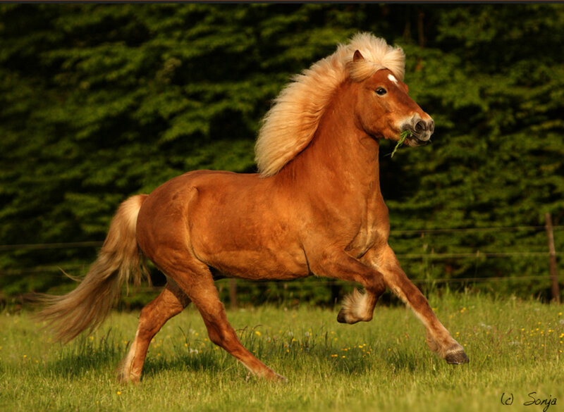 Chestnut Pony Running