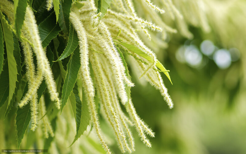 Chestnut tree blossoms