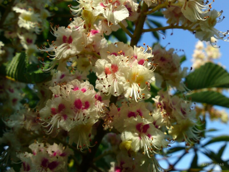 Chestnut Tree Blossoms — White