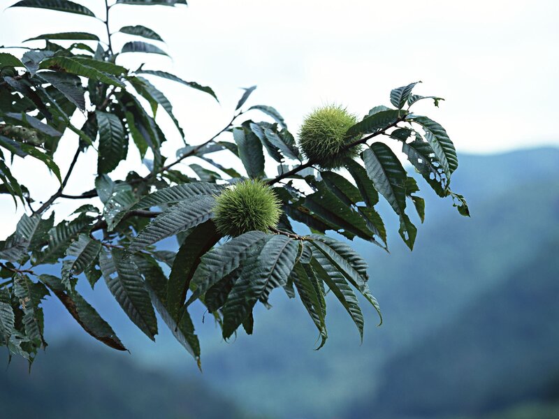 Chestnut tree branch with spiky fruits