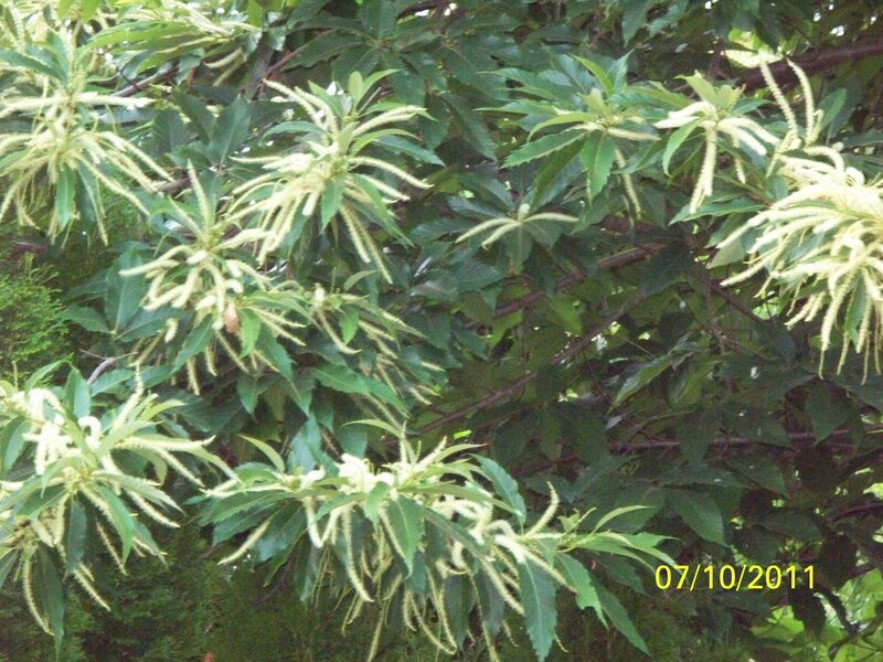 Chestnut Tree Branches