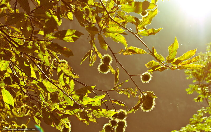 Chestnut Tree Branches — Yellow