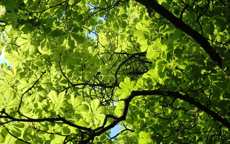 Chestnut Tree Canopy — Green