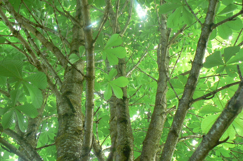 Chestnut Tree Canopy