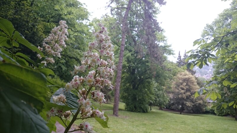 Chestnut Tree Flowers — Green
