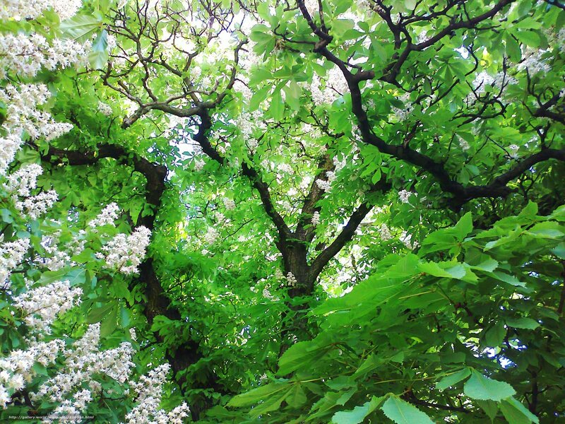 Chestnut Tree in Bloom — Green, Serene, Spring