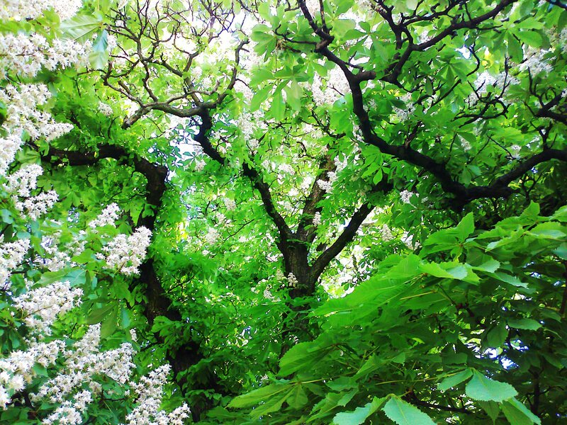 Chestnut Tree in Bloom — Green, Serene