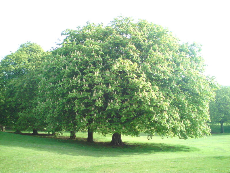 Chestnut Tree in Bloom — Green