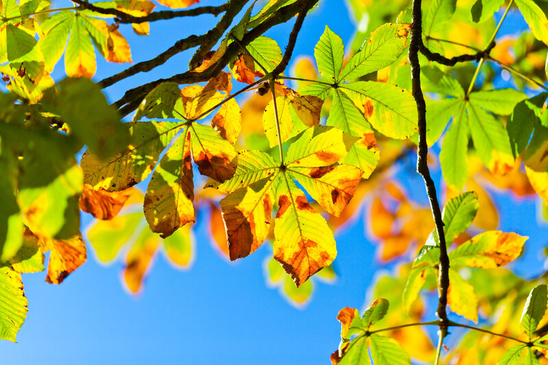 Chestnut Tree Leaves — Green