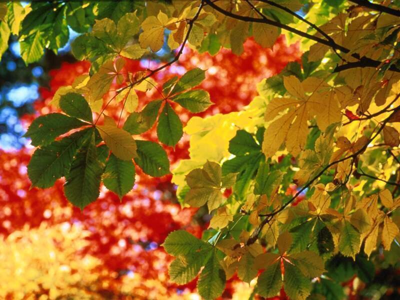 Chestnut Tree Leaves