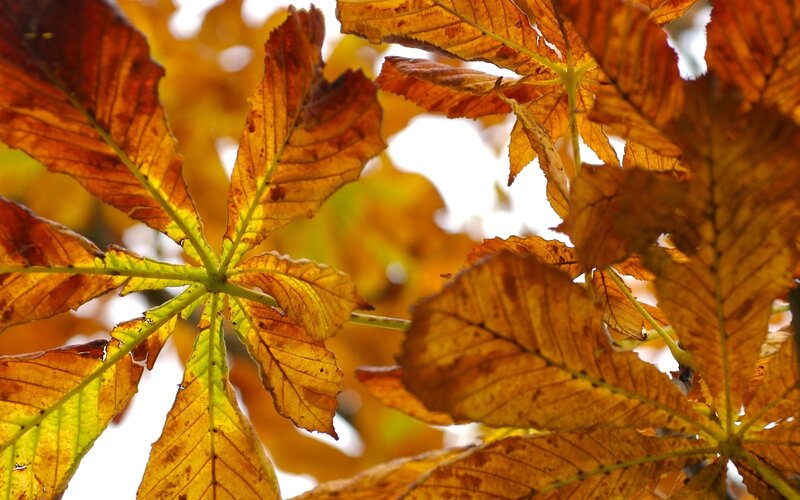 Chestnut Tree Leaves — Yellow