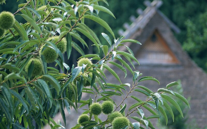Chestnut tree with green burrs