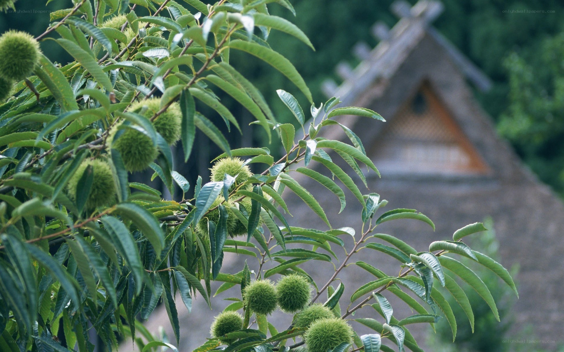 Chestnut tree with green burrs