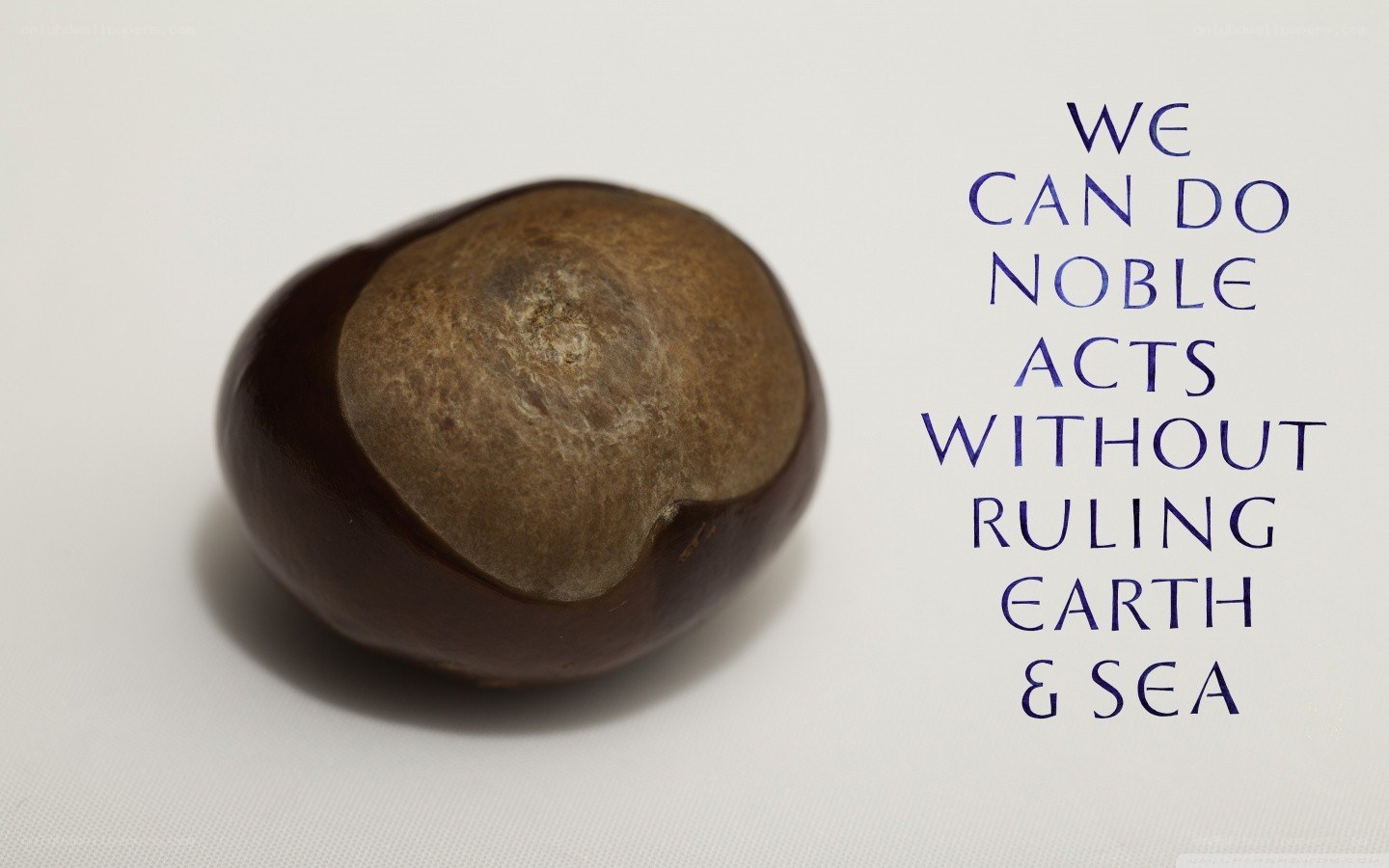 chestnut with inspirational quote