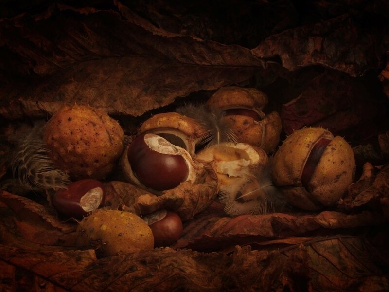 Chestnuts and feathers in autumn leaves