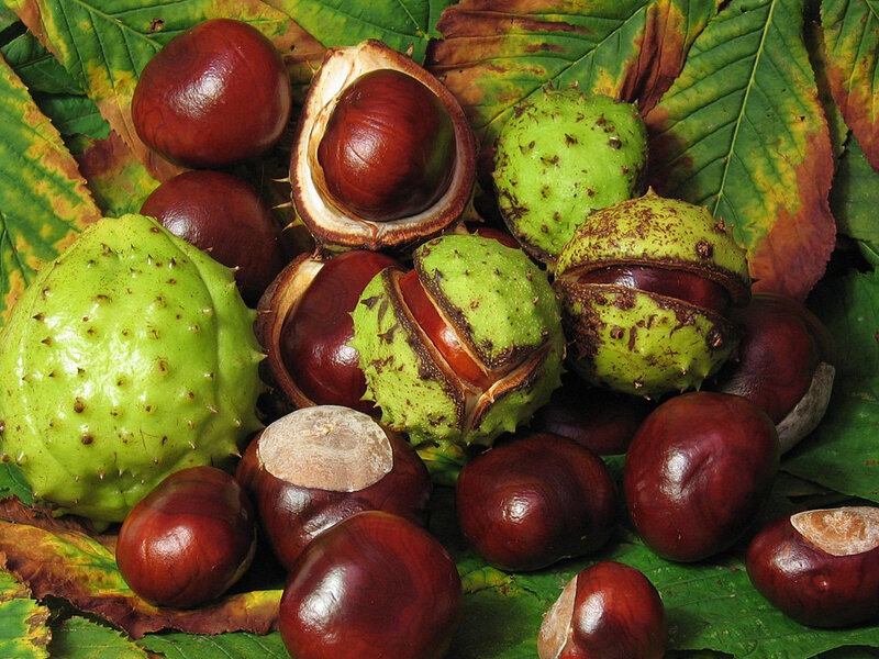 Chestnuts and green husks