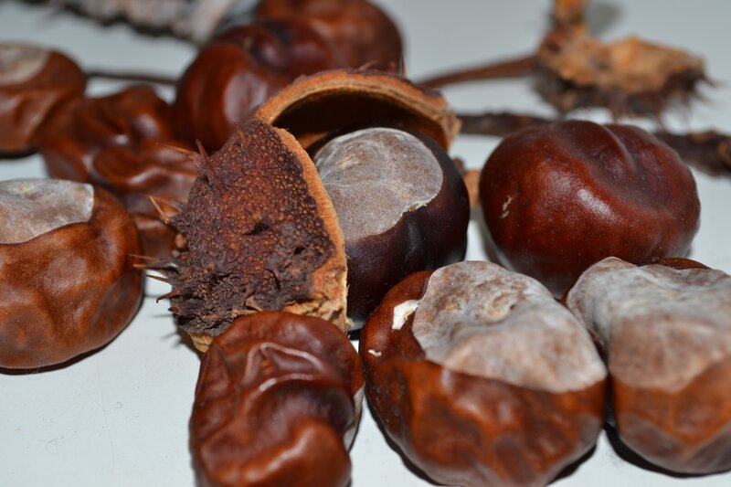 chestnuts and husks