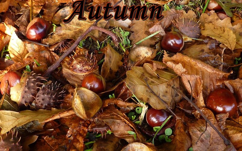 Chestnuts and Leaves — Brown