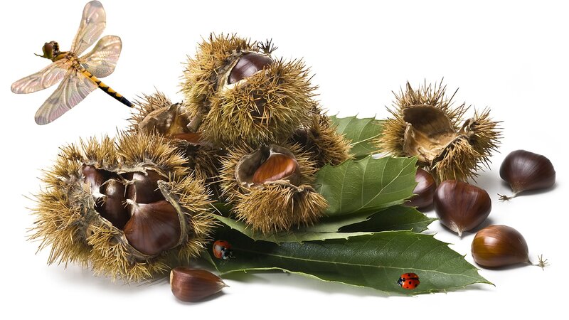 Chestnuts and Leaves