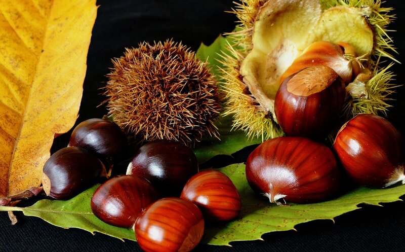 Chestnuts and Spiky Burrs