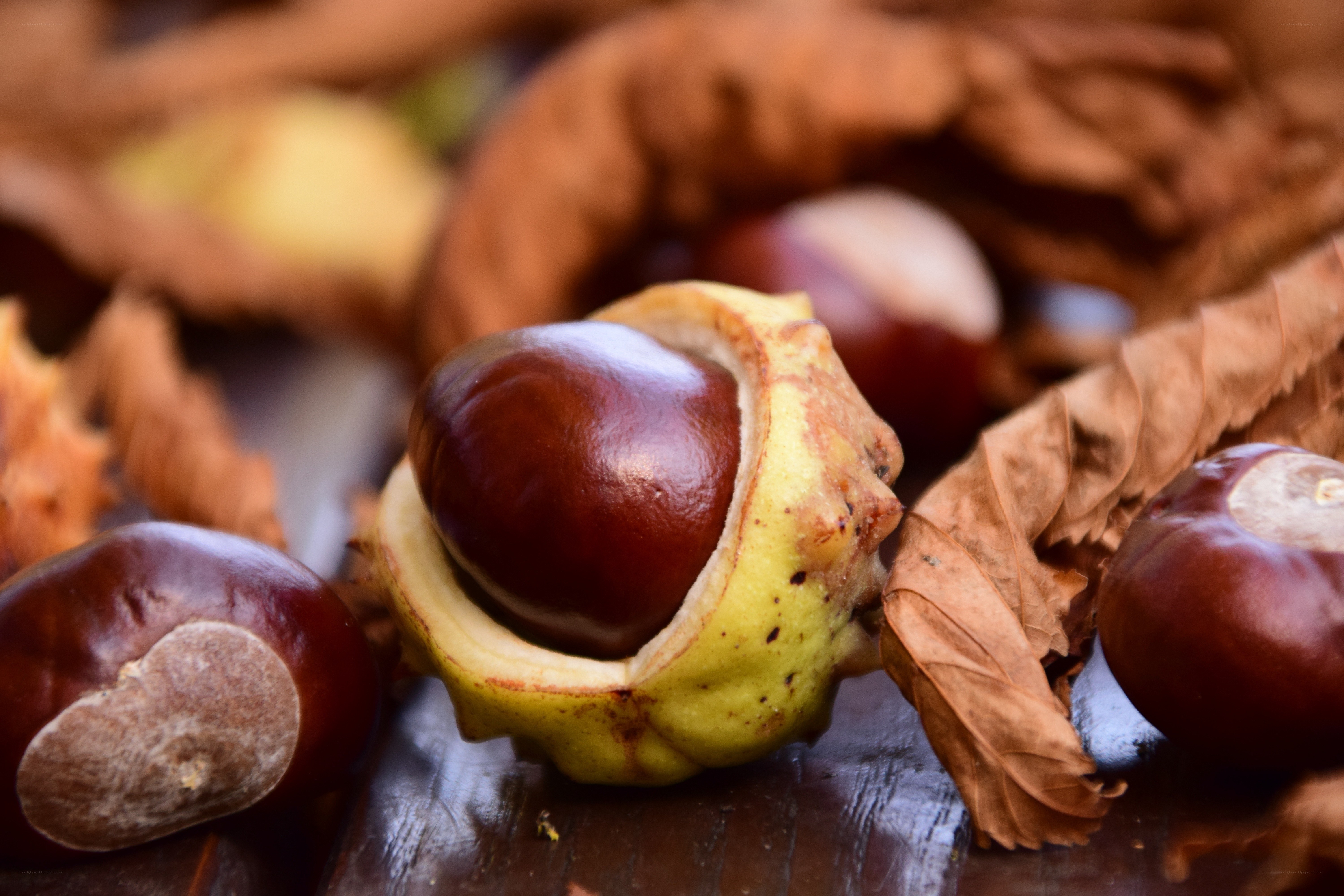 Chestnuts in autumn leaves