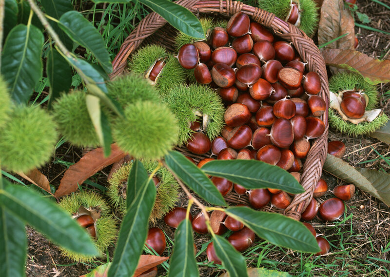 Chestnuts in Basket