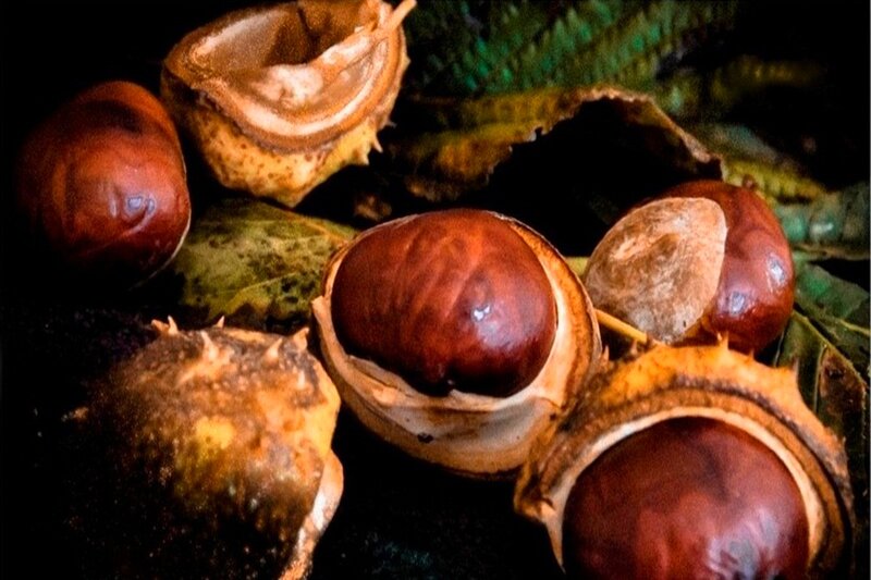 Chestnuts in Husks — Brown