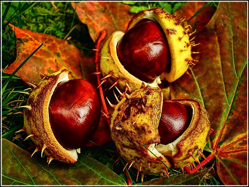 Chestnuts in Husks