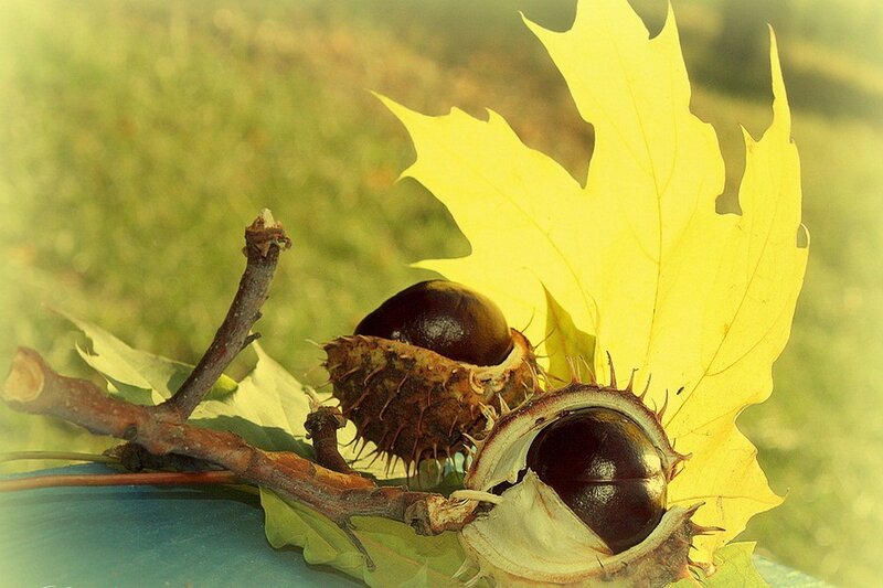 Chestnuts in Husks — Yellow