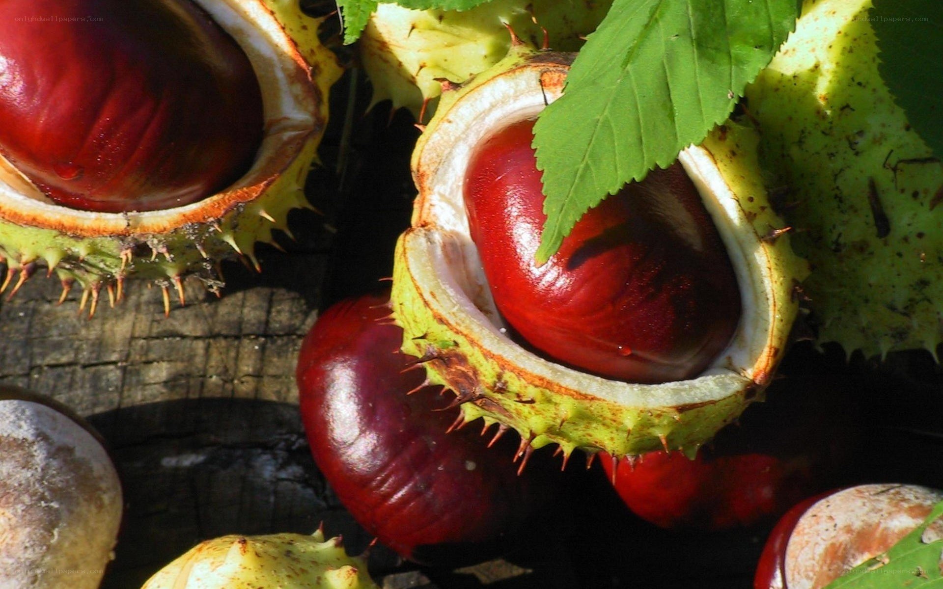 Chestnuts in spiky husks