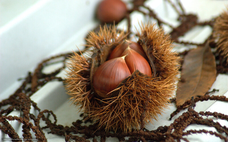 Chestnuts in Spiky Husks — Brown, Natural