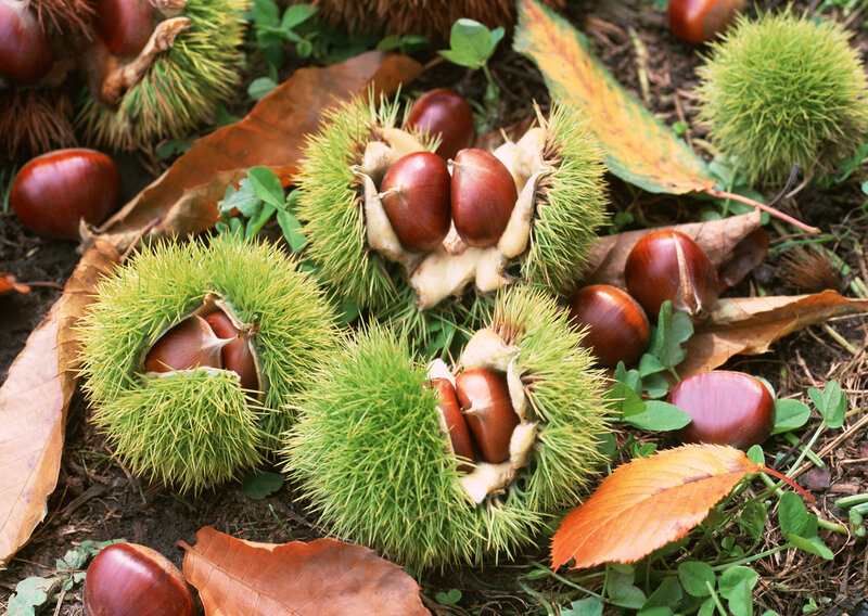 Chestnuts in Spiky Husks — Brown