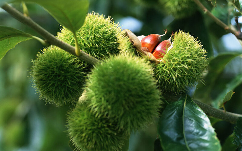 Chestnuts in Spiky Husks — Green, Natural, Autumn