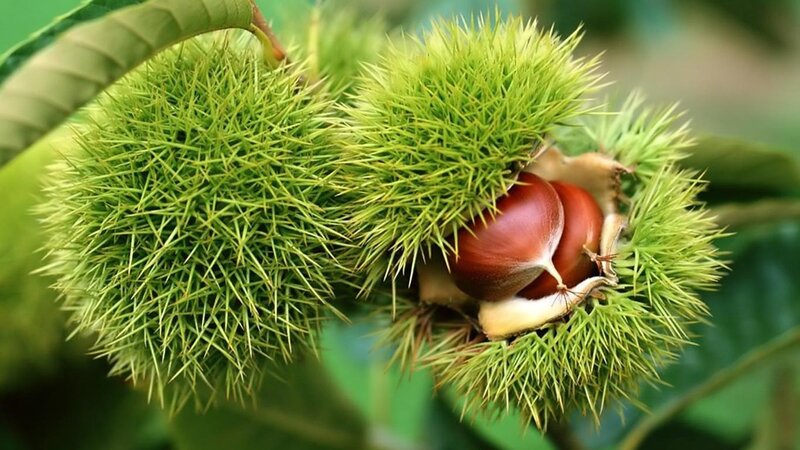 Chestnuts in Spiky Husks — Green, Natural