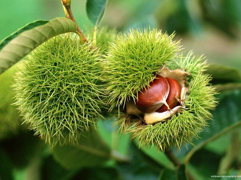 Chestnuts in Spiky Husks — Green