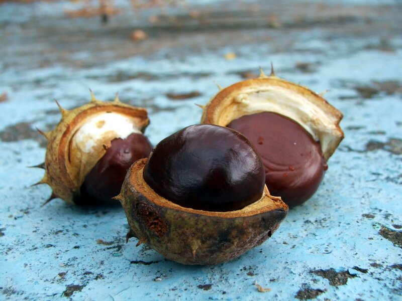 chestnuts in spiky shells