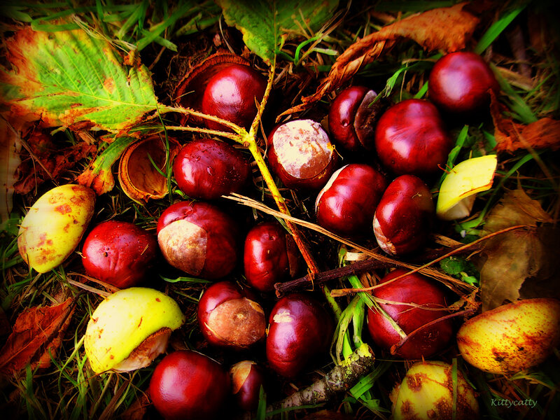 Chestnuts on Forest Floor — Red